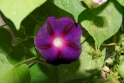 Flower, Goreme, Cappadocia Turkey 1